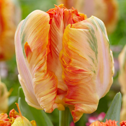 Тюльпан Parrot King, PARROT TULIPS, в упаковке 3 луковиц