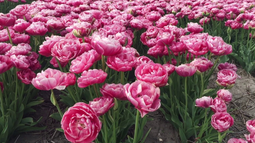 Тюльпан Aveyron, PEONY FLOWERING TULIPS, в упаковке 20 луковиц