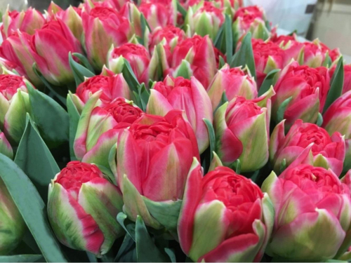 Тюльпан Pamplona, PEONY FLOWERING TULIPS, в упаковке 3 луковиц