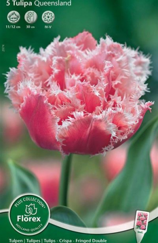 Тюльпан Queensland, DOUBLE CRISPA TULIPS, в упаковке 20 луковиц