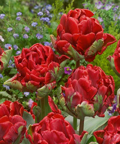 Тюльпан Double Rococo, PARROT TULIPS, в упаковке 3 луковиц