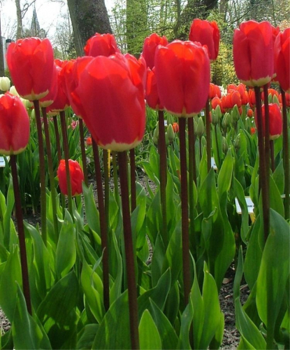 Тюльпан Fostery King, DARWIN HYBRID TULIPS, в упаковке 3 луковиц