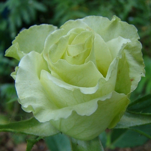 Popular Green Rose Varieties Rose varieties, Green rose, Green