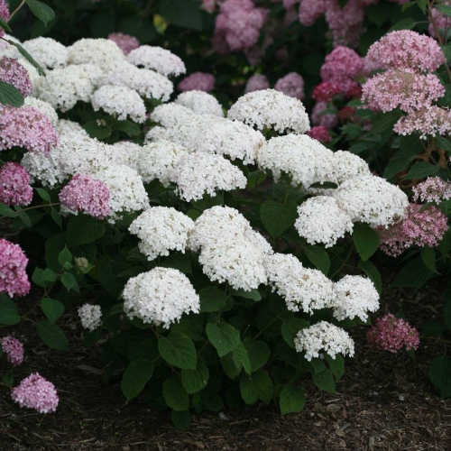 Гортензия древовидная (Hydrangea arborescens Blanchetta) - C3. Остаток:41шт