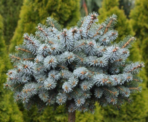 Ель ситхинская (Picea sitchensis Rom (syn.Romo) C5/7,5  PA 85-100)