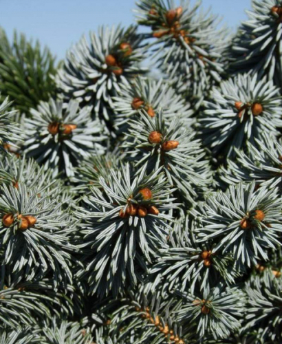 Ель ситхинская (Picea sitchensis Rom (syn.Romo) C5/7,5  PA 85-100)