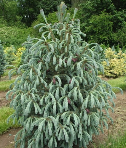 Ель Энгельмана (Picea engelmannii Glauca C15 80-100 )