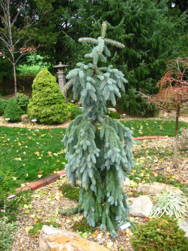 Ель сизая, канадская (Picea glauca Pendula C7,5 60-70 )