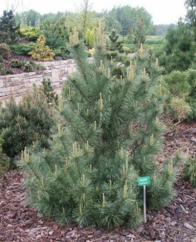 Сосна белая, западная (Pinus monticola Ammerland C5 40-50 )