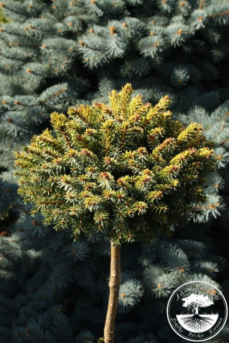 Ель сербская (Picea omorika Peve Tijn (syn. Tijn) C5/7,5  PA 90-100)