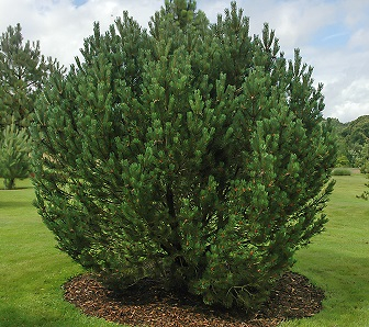 Сосна горная (Pinus mugo subsp. uncinata C4 15-25 )