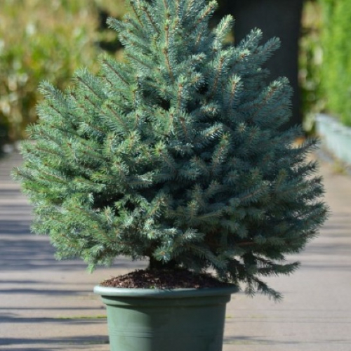 Ель колючая (Picea pungens Sester Blue C15 70-80 )
