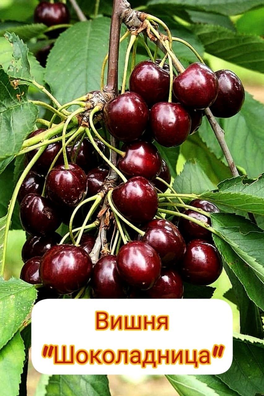 Вишня Шоколадница