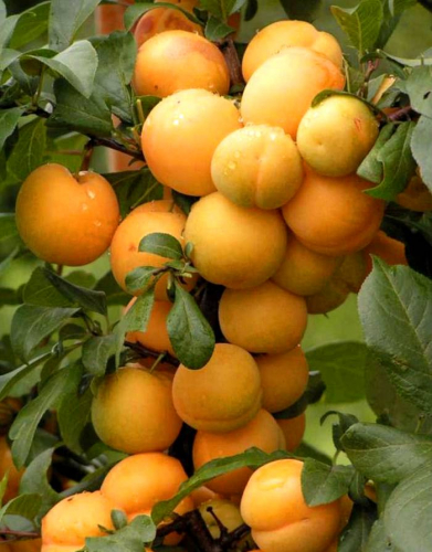 Слива Медовая