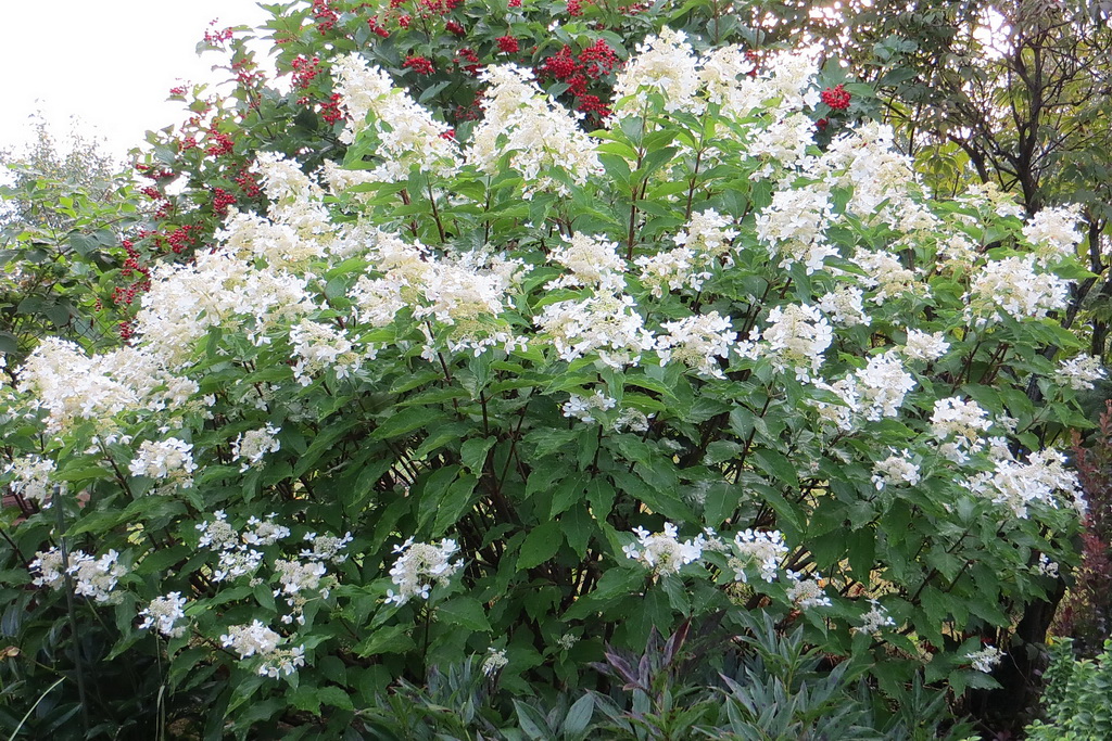 Magical starlight гортензия метельчатая фото и описание Гортензия метельчатая (Hydrangea paniculata Sundae Fraise C5). Остаток шт 3