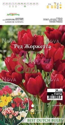 Тюльпан Ред Жоржетта 11/12 (7 шт) многоцветковый BDB