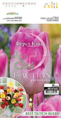 Тюльпан Ферст Класс 12/+ (5 шт) триумф BDB. НК ЛТД