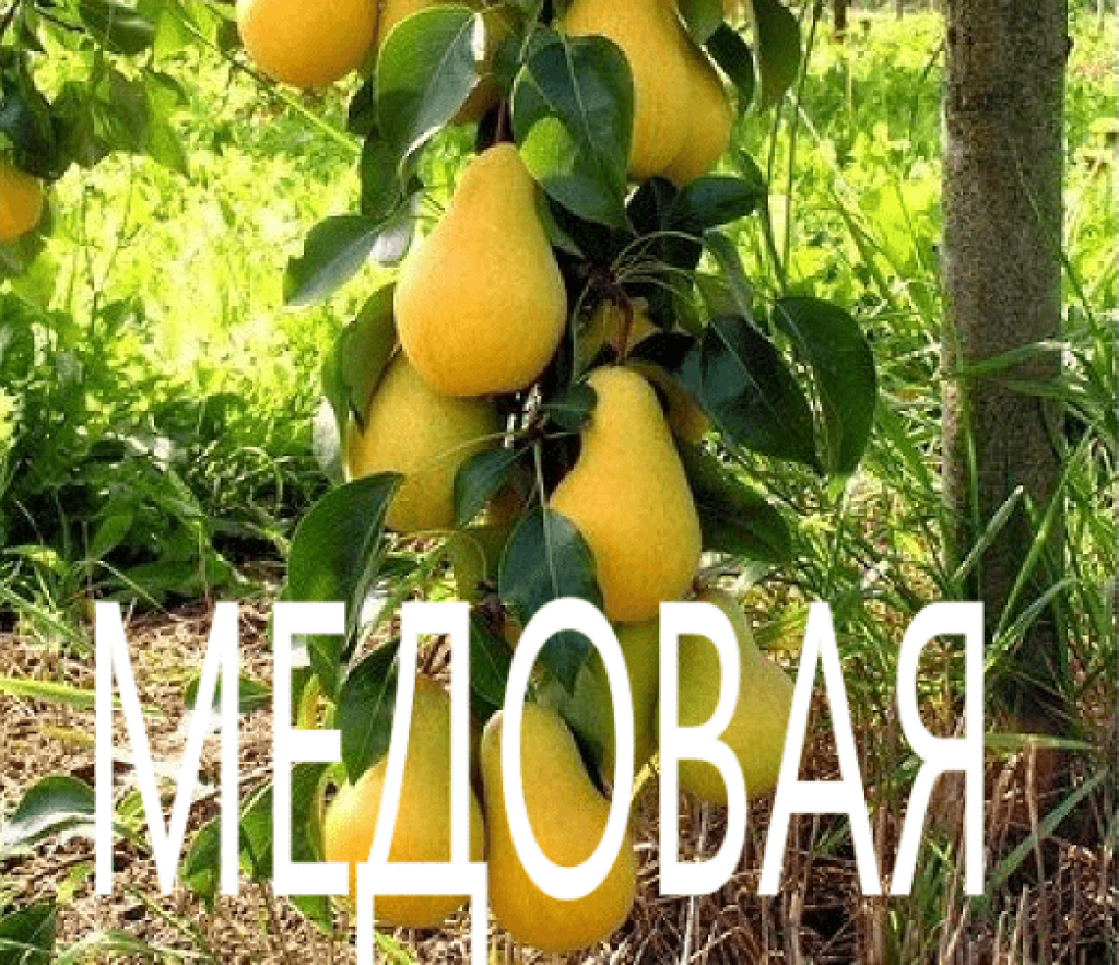 Груша колоновидная Медовая