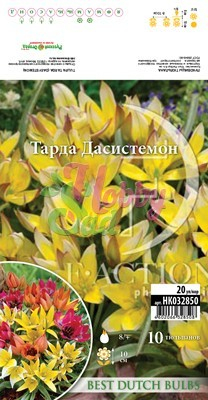 Тюльпан Тарда Дасистемон 8/+ (10 шт) ботанический BDB