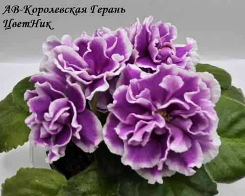 Фиалка АВ-Королевская Герань (800-57)