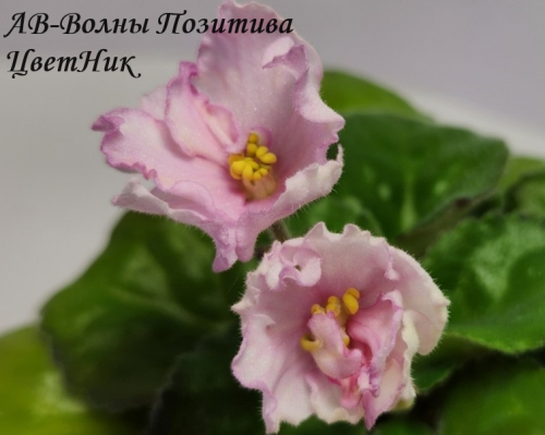 Фиалка АВ-Волны Позитива (848-96)