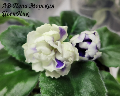 Фиалка АВ-Пена Морская (855-527)