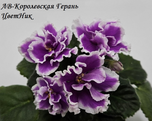 Фиалка АВ-Королевская Герань (800-57)