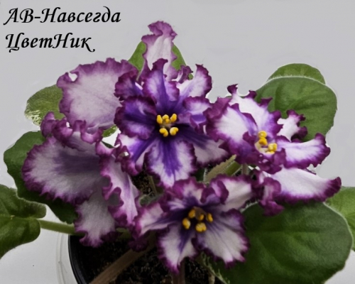Фиалка АВ-Навсегда (853-49)