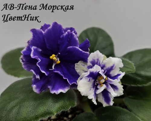 Фиалка АВ-Пена Морская (855-527)