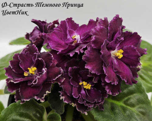 Фиалка Ф-Страсть Темного Принца (786-27)