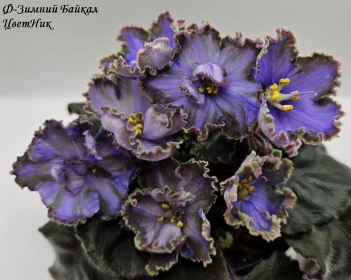 Фиалка Ф-Зимний Байкал (859-18)