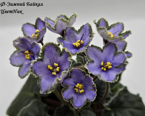 Фиалка Ф-Зимний Байкал (859-18)