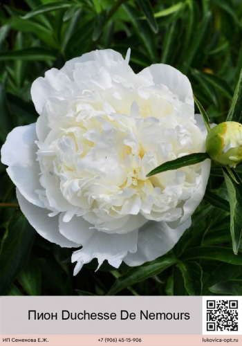 Пион Duchesse De Nemours