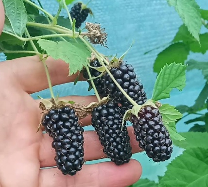 Ежевика Коламбия Стар. Усадьба