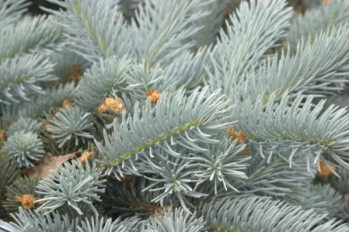 Ель колючая (Picea pungens Edith (syn. Edit) C7,5 40-50 )