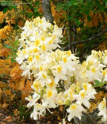 Азалия крупноцветковая  (Azalea wielkokwiatowa Northern Hi-Lights) -  C5