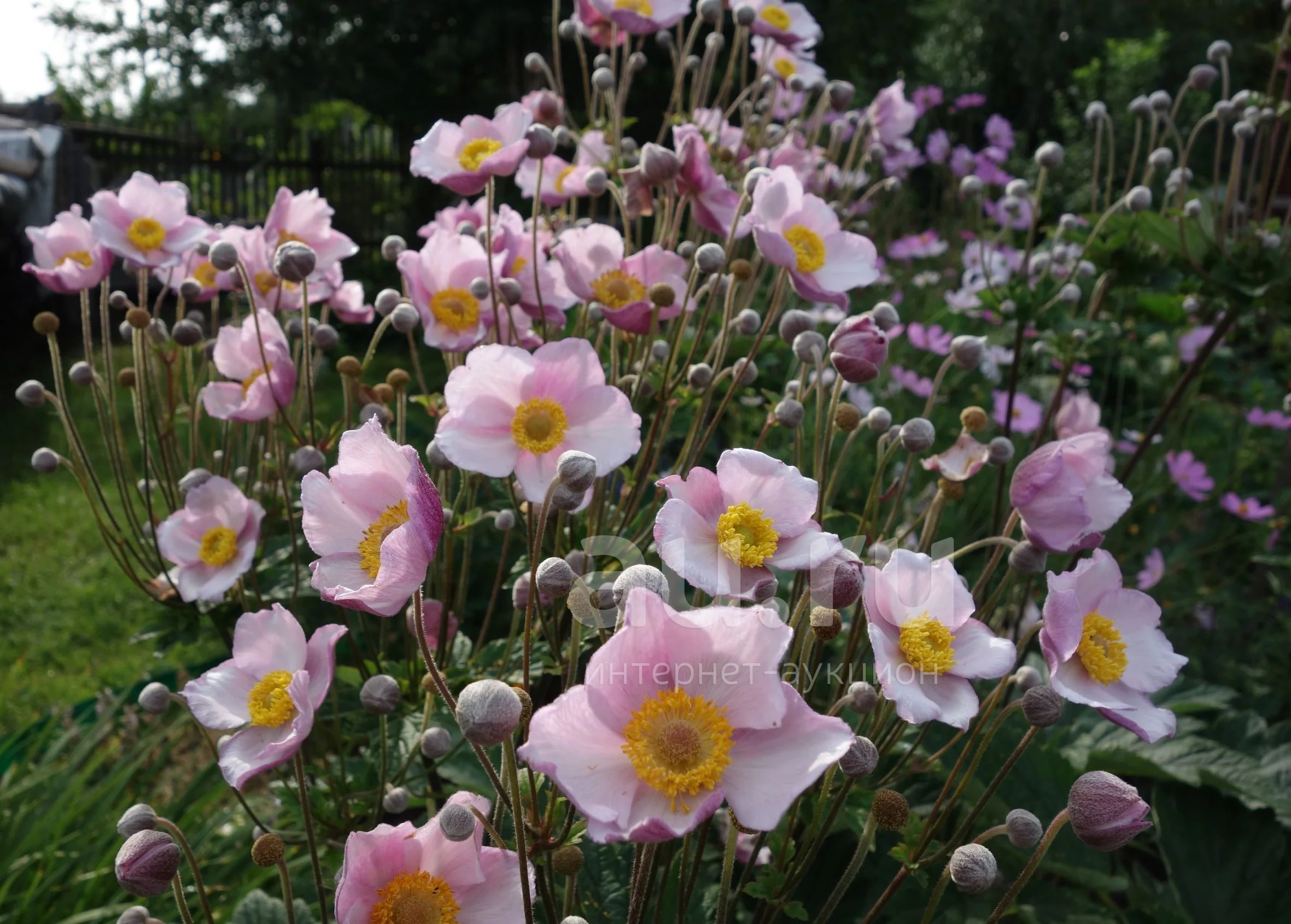 Анемона японская фото и описание кустарника Анемона японская (Anemone japonica P9 ). Остаток шт 39