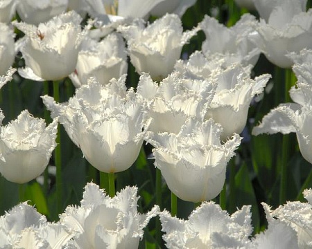 Тюльпан Swan Wings, CRISPA TULIPS, в упаковке 20 луковиц