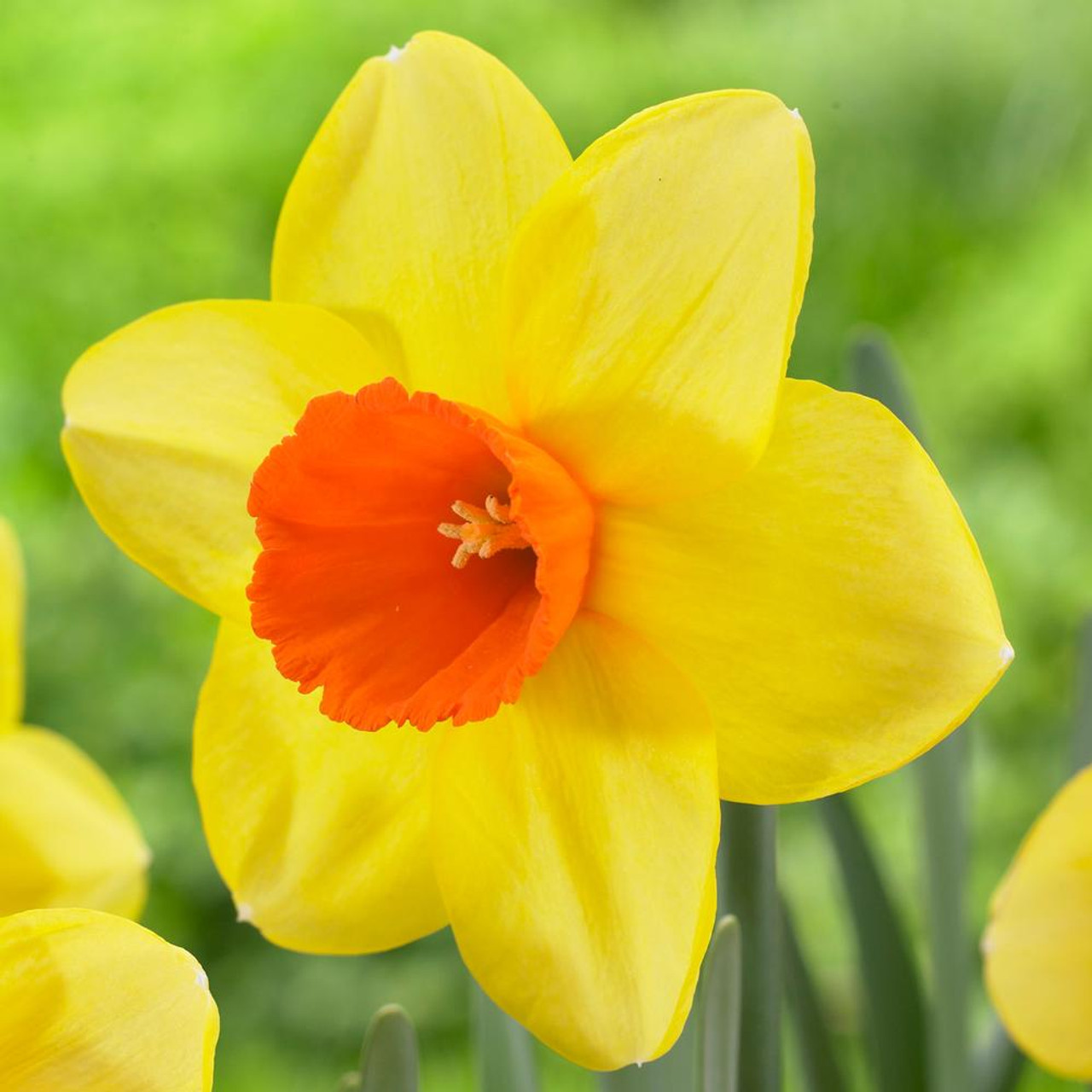 Нарцисс Mary Bohannon, LARGE & SMALL CUPPED NARCISSI, в упаковке 20 луковиц
