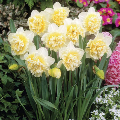 Нарцисс Ice King, DOUBLE NARCISSI, в упаковке 20 луковиц