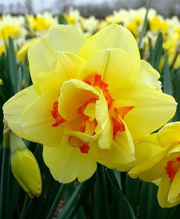 Нарцисс Tahiti, DOUBLE NARCISSI, в упаковке 20 луковиц