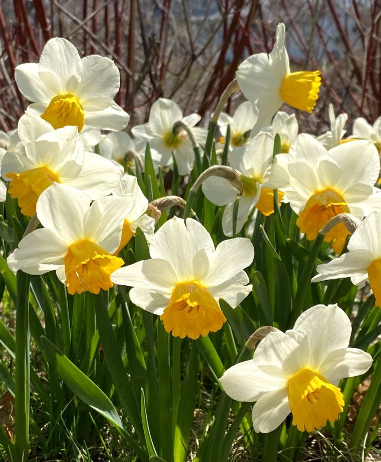 Нарцисс cyclamineus Orange Comet, ROCKERY NARCISSI, в упаковке 20 луковиц