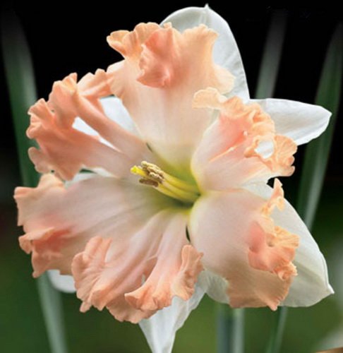 Нарцисс Waltz, ORCHID & BUTTERFLY NARCISSI, в упаковке 20 луковиц