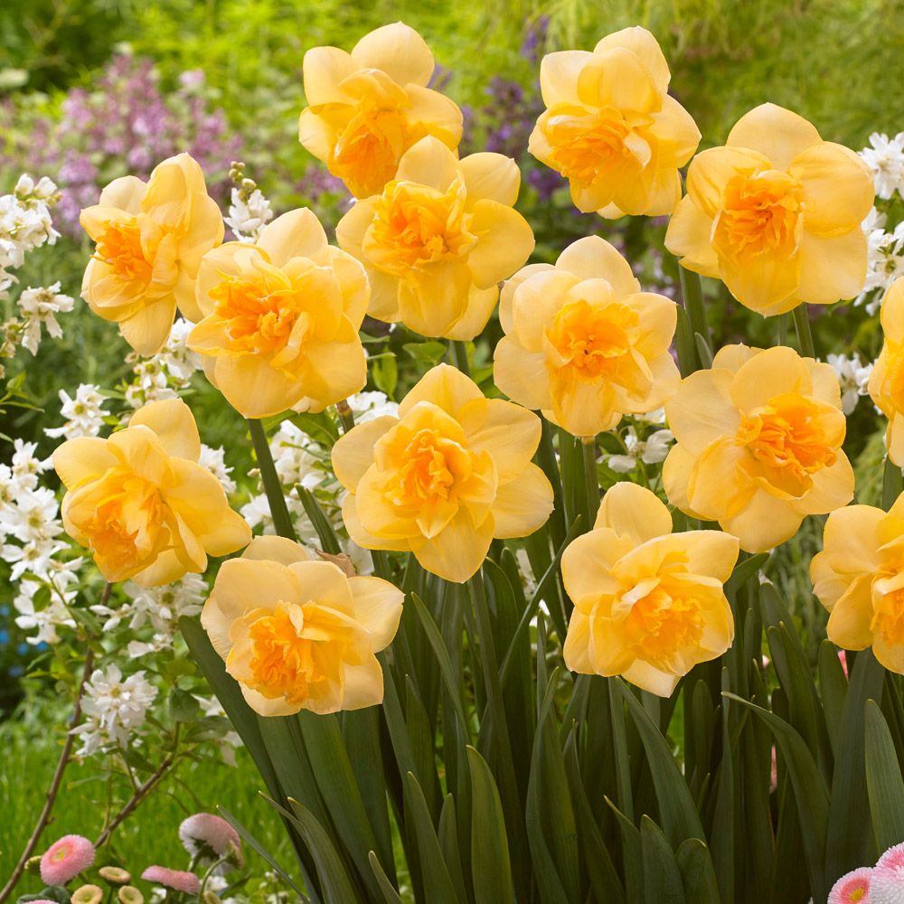 Нарцисс Orange Juice, DOUBLE NARCISSI, в упаковке 20 луковиц