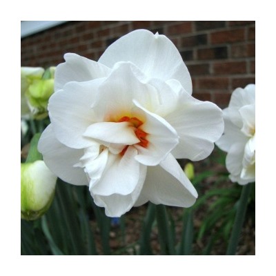 Нарцисс Acropolis, DOUBLE NARCISSI, в упаковке 20 луковиц