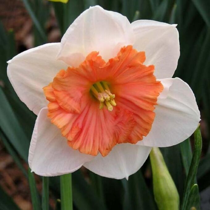 Нарцисс Riot, LARGE & SMALL CUPPED NARCISSI, в упаковке 20 луковиц