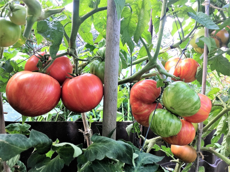 Гном Жар птица сладкая