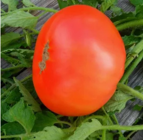 реликвия из Уссурийска