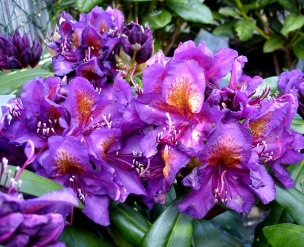 Рододендрон гибридный (Rhododéndron hybrida Marcel Menard) - C5