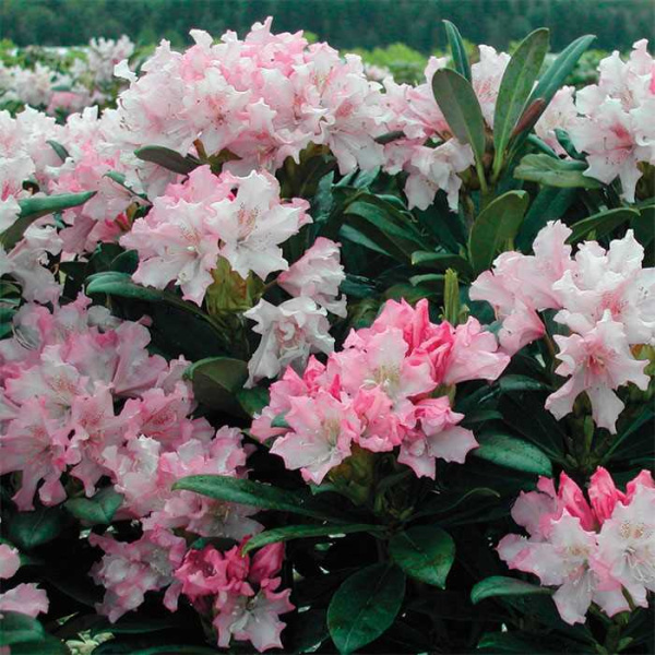 Рододендрон гибридный (Rhododéndron hybrida Pohjola’s Daughter) - C5